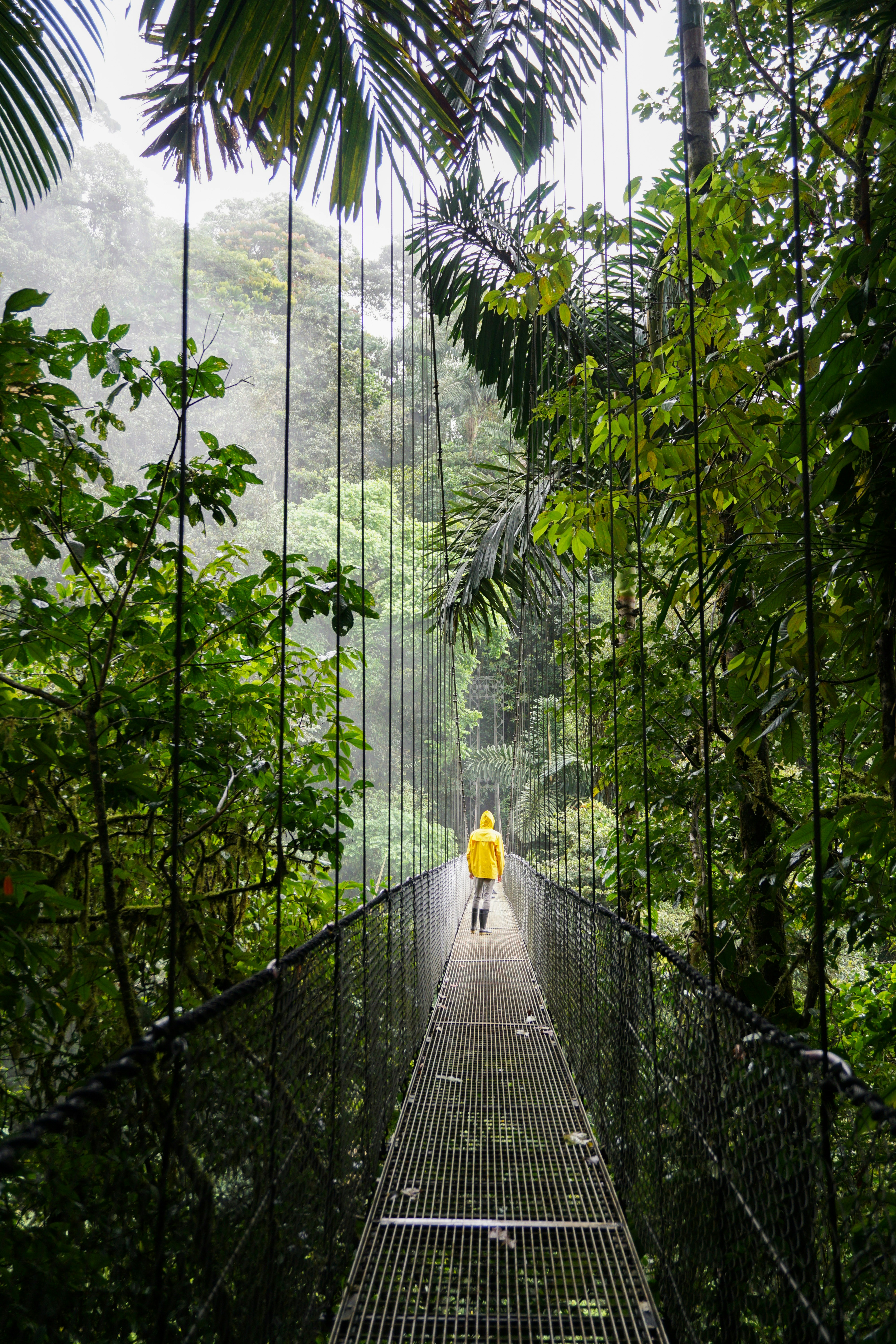Walking above the canopy in the Monteverde Cloud Forest Reserve.