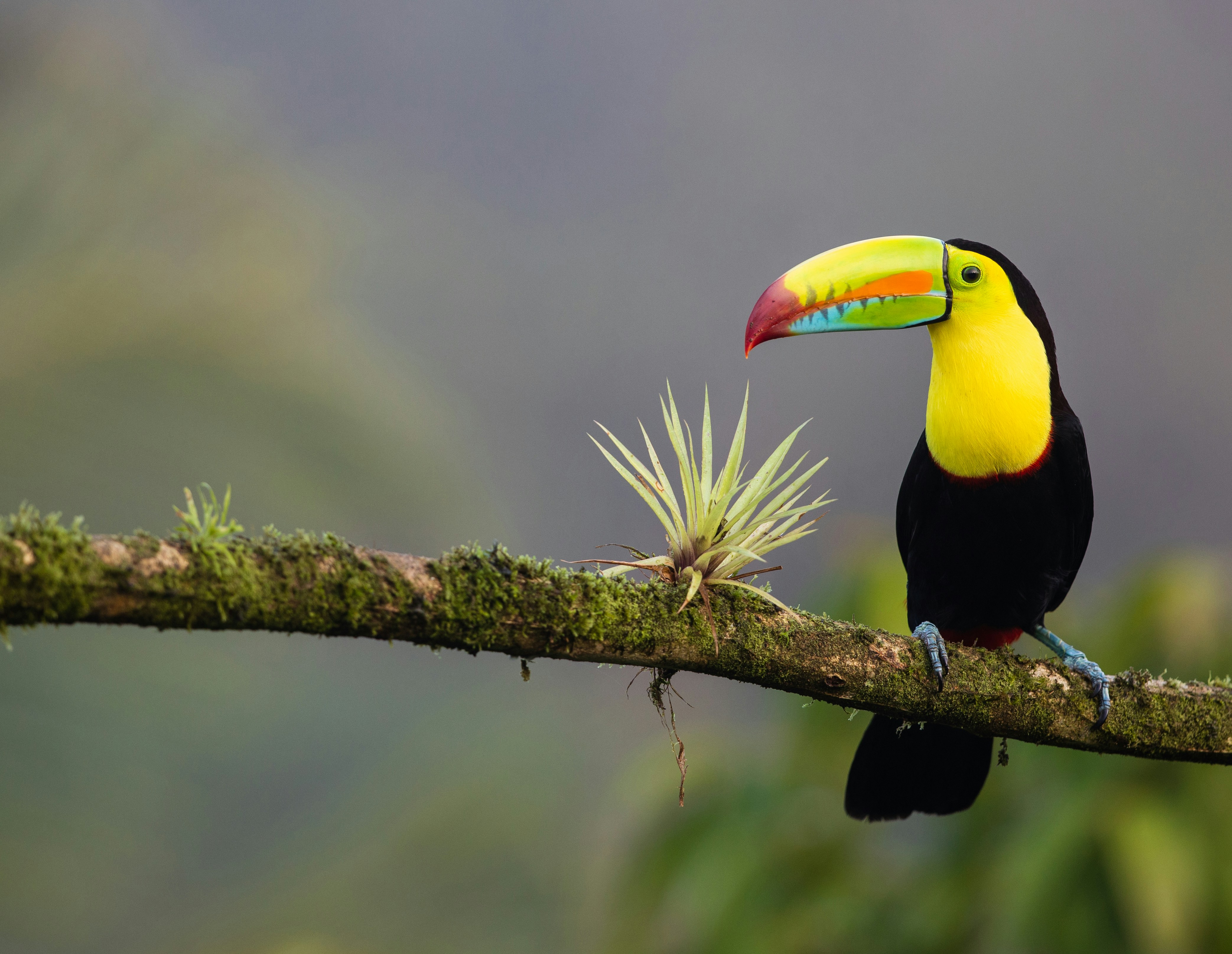 Keel-billed Toucan (Tucán)
📍 Carara area, near Jacó — Central Pacific, Costa Rica